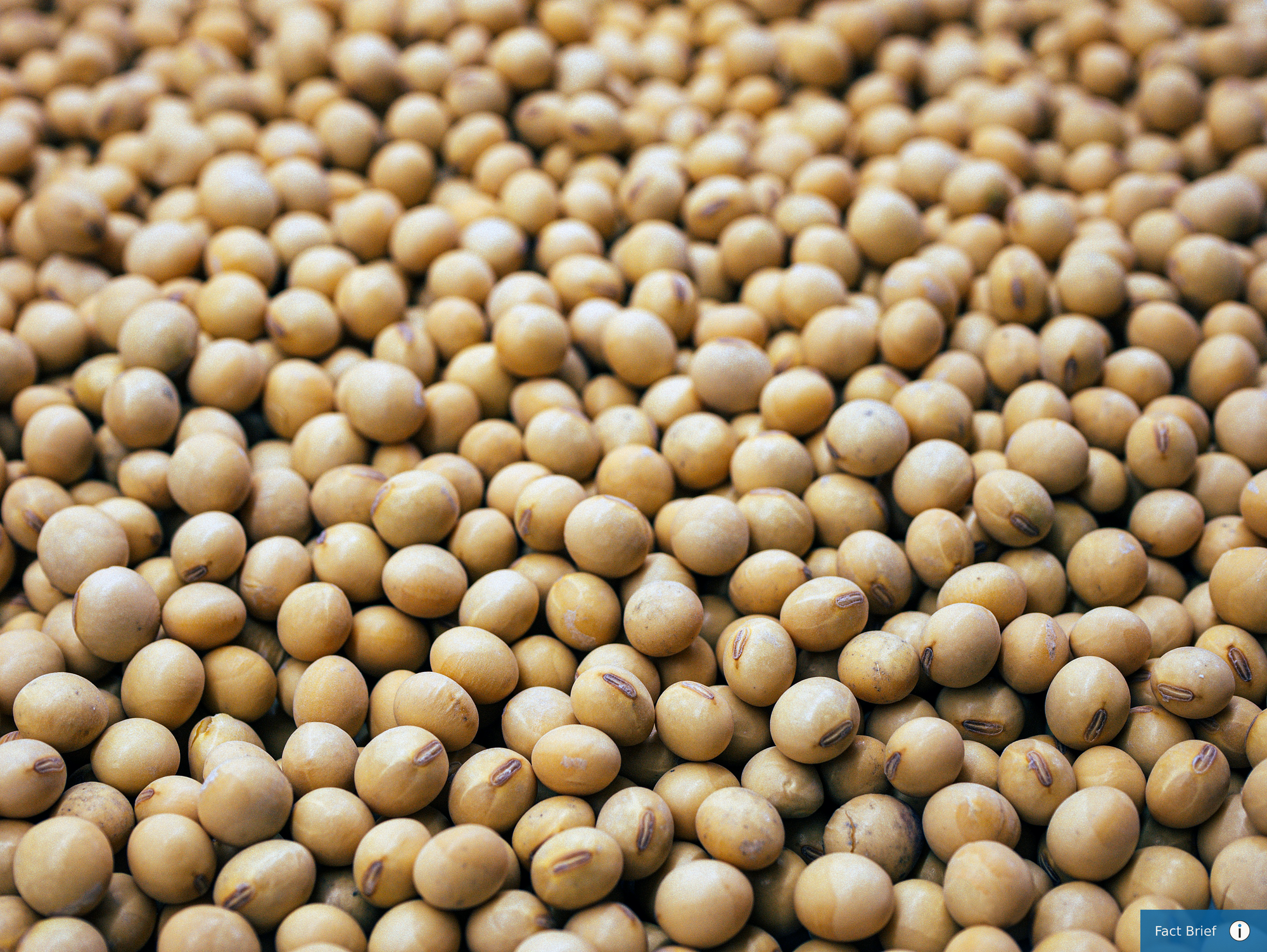 Did Argentina’s temporary suspension of taxes on agricultural exports have an effect on U.S. farmers?