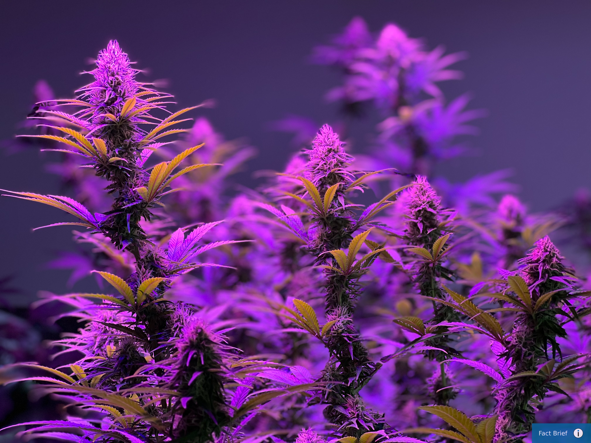 Will North Dakota hemp growers be affected by the new federal hemp regulations passed in the recent continuing resolution?