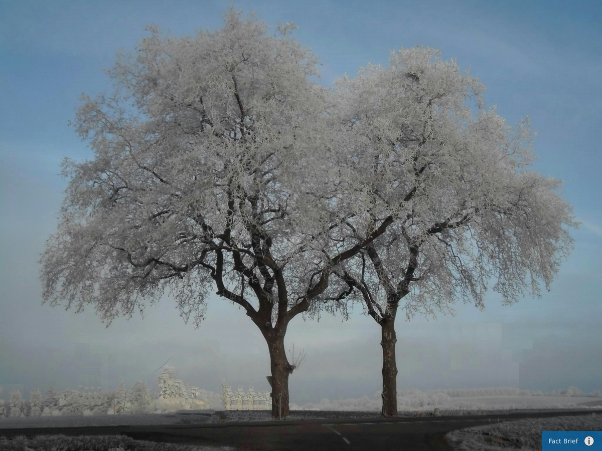 Do trees explode in extreme cold?