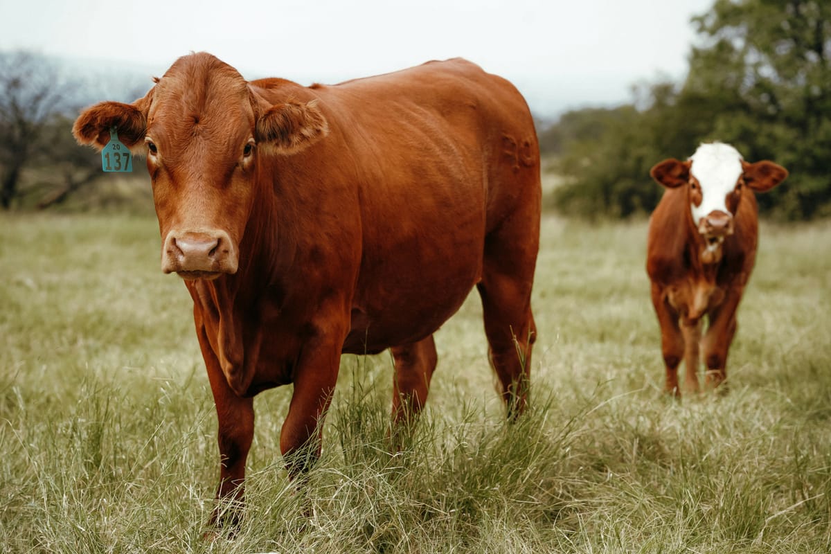 Argentina rarely sold beef to the U.S. Now it surpasses major trade partners
